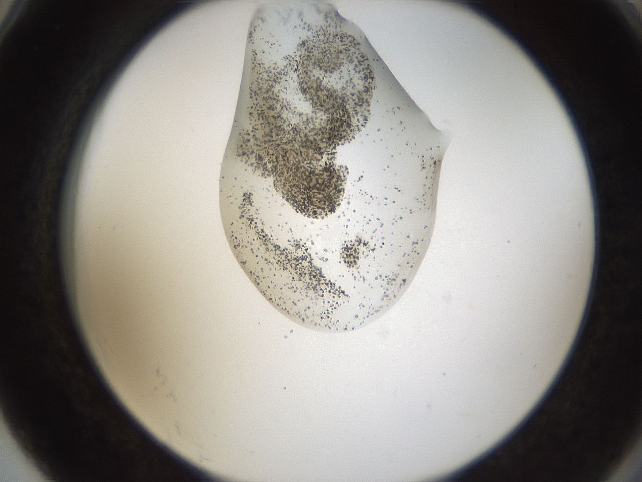 folderID159_plateID1159_batchID3197_wellNum78_profileID1_d2_r62010_ef.jpg