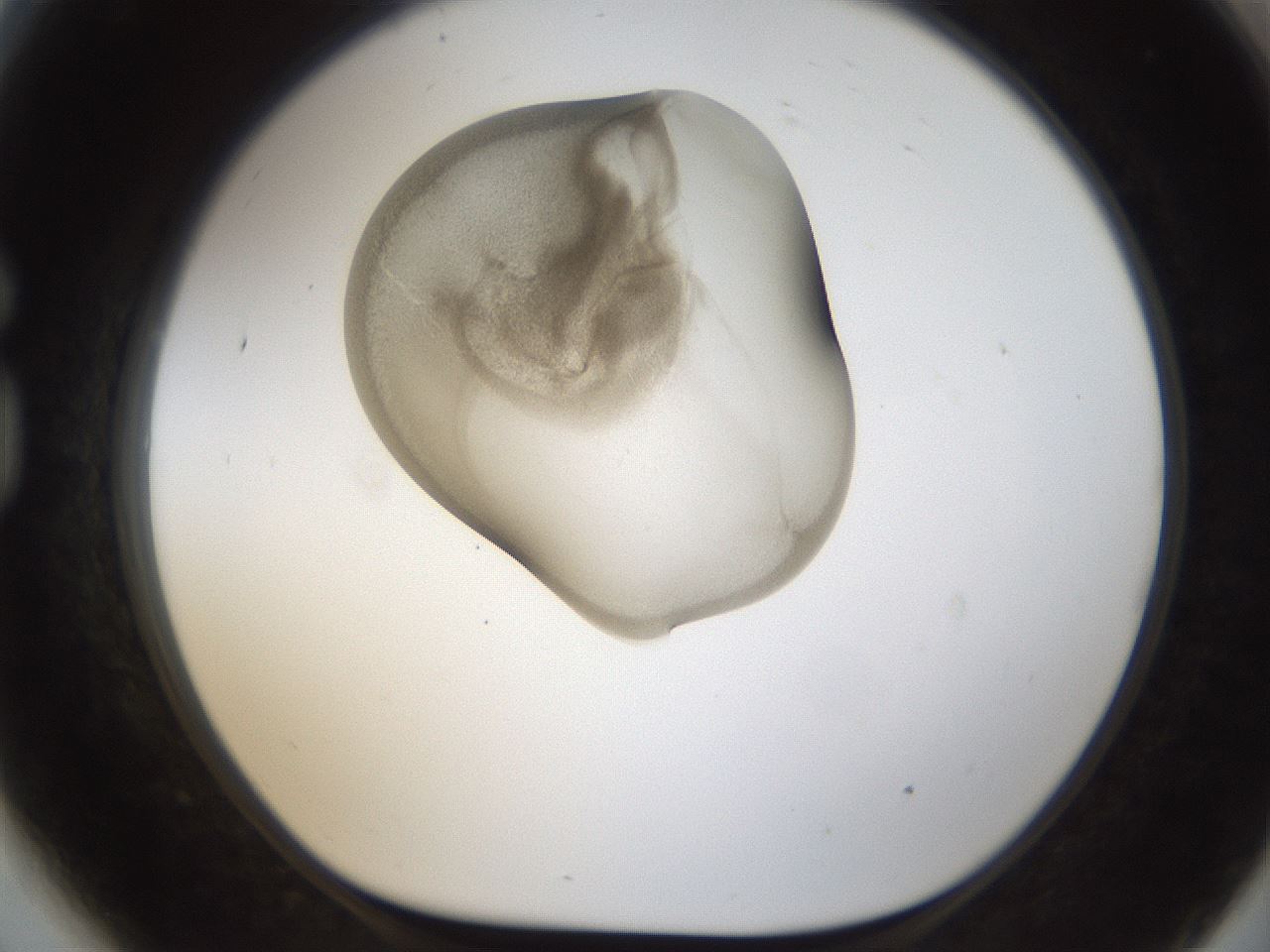 folderID159_plateID1159_batchID3197_wellNum81_profileID1_d1_r62015_ef.jpg