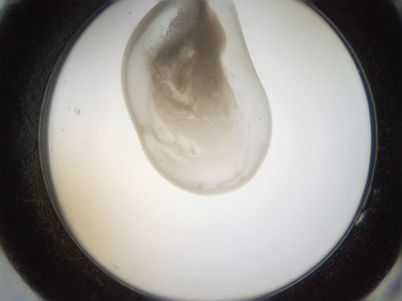 folderID159_plateID1159_batchID3197_wellNum83_profileID1_d2_r62020_ef.jpg