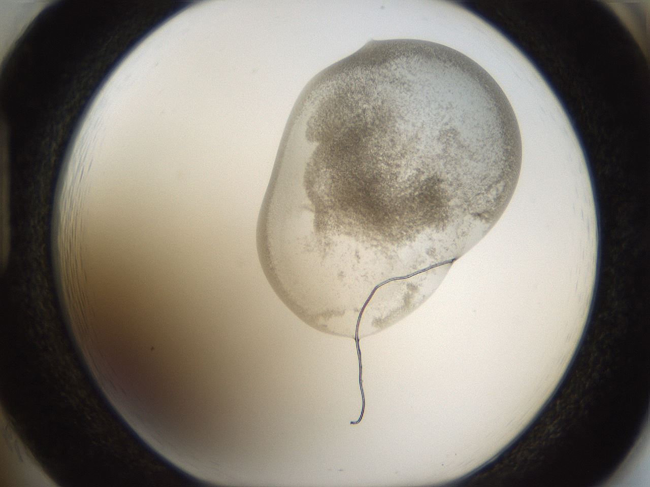 folderID159_plateID1159_batchID3197_wellNum85_profileID1_d1_r62023_ef.jpg