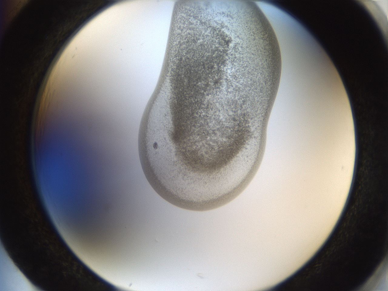 folderID159_plateID1159_batchID3197_wellNum85_profileID1_d2_r62024_ef.jpg