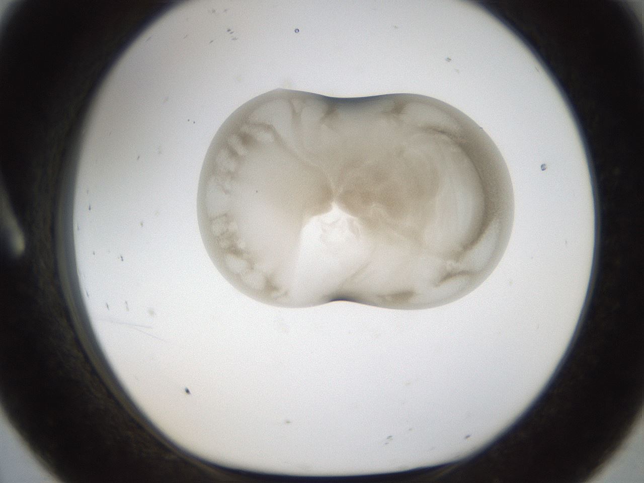 folderID159_plateID1159_batchID3197_wellNum8_profileID1_d1_r61869_ef.jpg