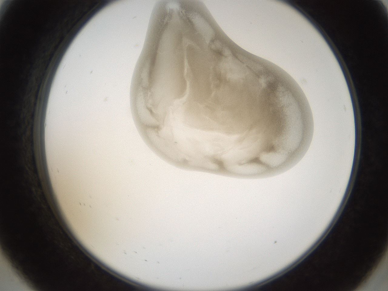 folderID159_plateID1159_batchID3197_wellNum8_profileID1_d2_r61870_ef.jpg