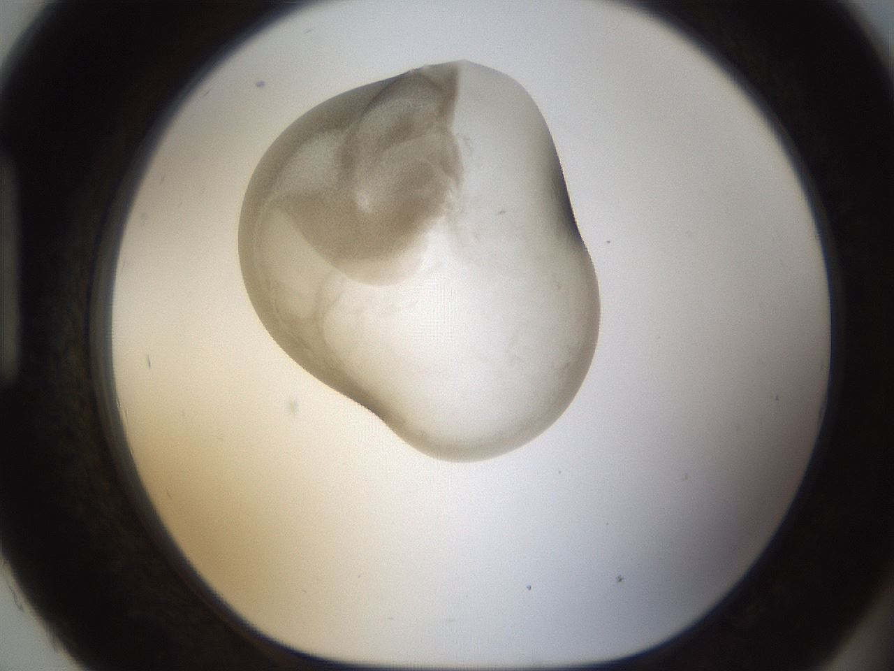folderID159_plateID1159_batchID3197_wellNum93_profileID1_d1_r62039_ef.jpg