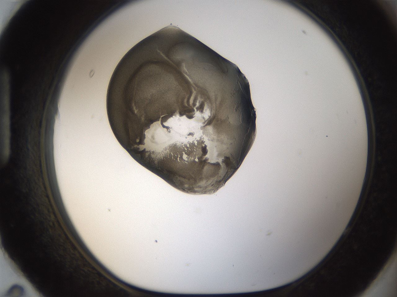 folderID159_plateID1159_batchID3197_wellNum95_profileID1_d1_r62043_ef.jpg