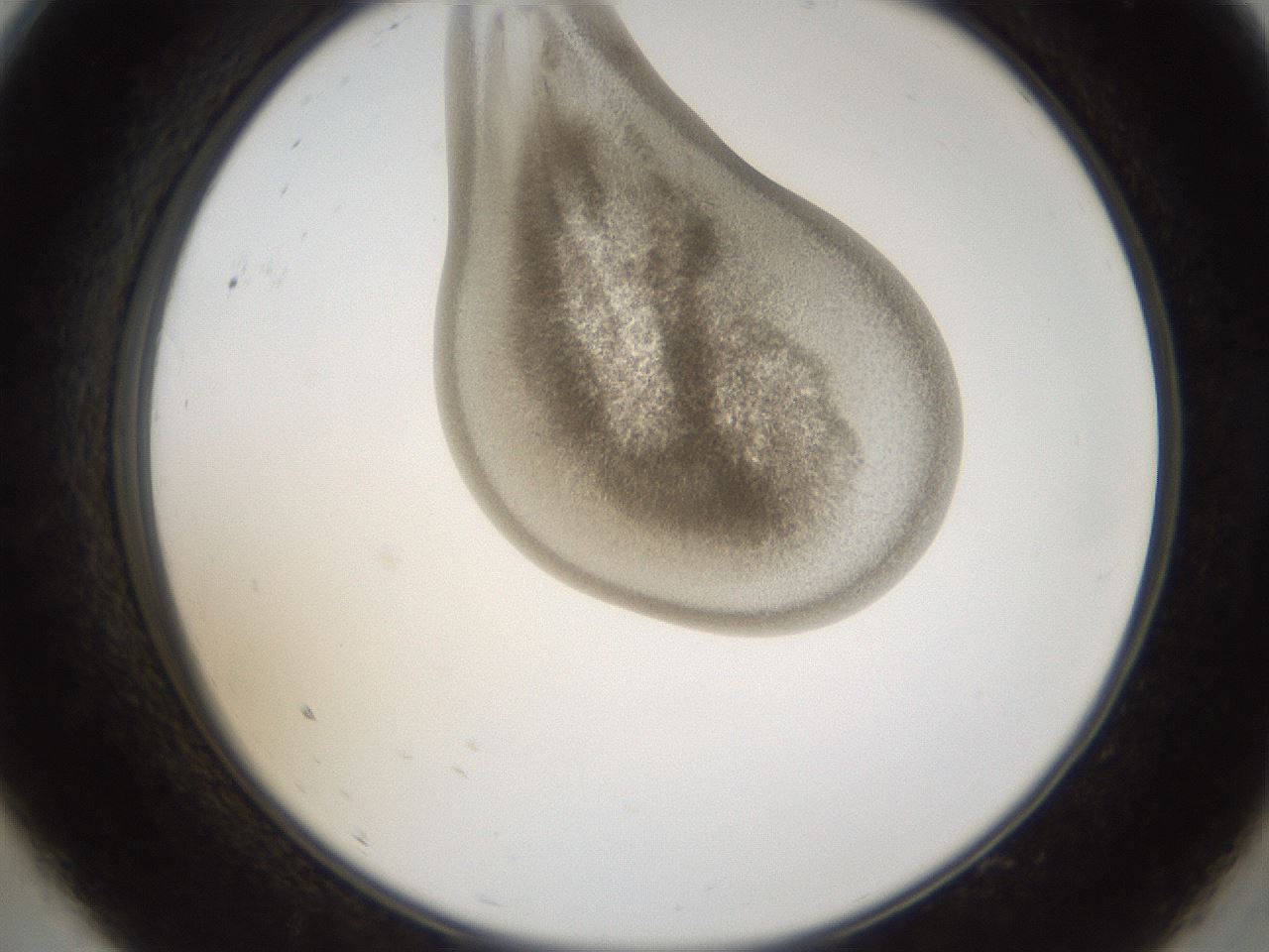 folderID159_plateID1159_batchID3197_wellNum9_profileID1_d2_r61872_ef.jpg