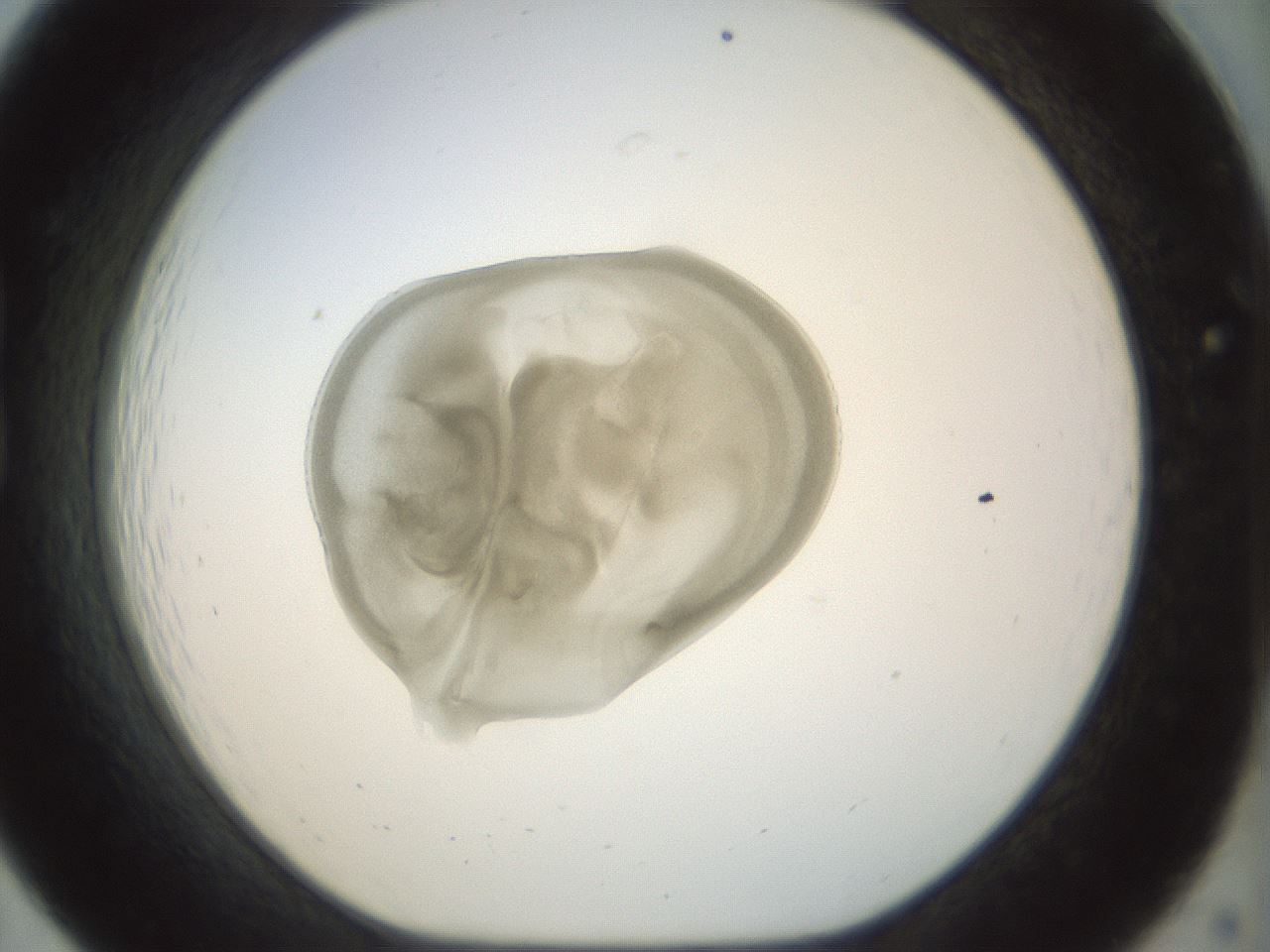 folderID15_plateID1015_batchID1886_wellNum19_profileID1_d1_r42998_ef.jpg