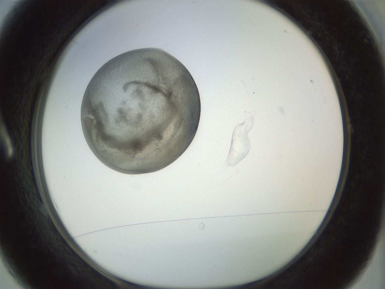 folderID15_plateID1015_batchID1886_wellNum1_profileID1_d1_r42980_ef.jpg