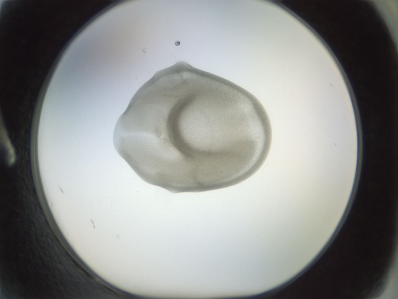 folderID15_plateID1015_batchID1886_wellNum2_profileID1_d1_r42981_ef.jpg