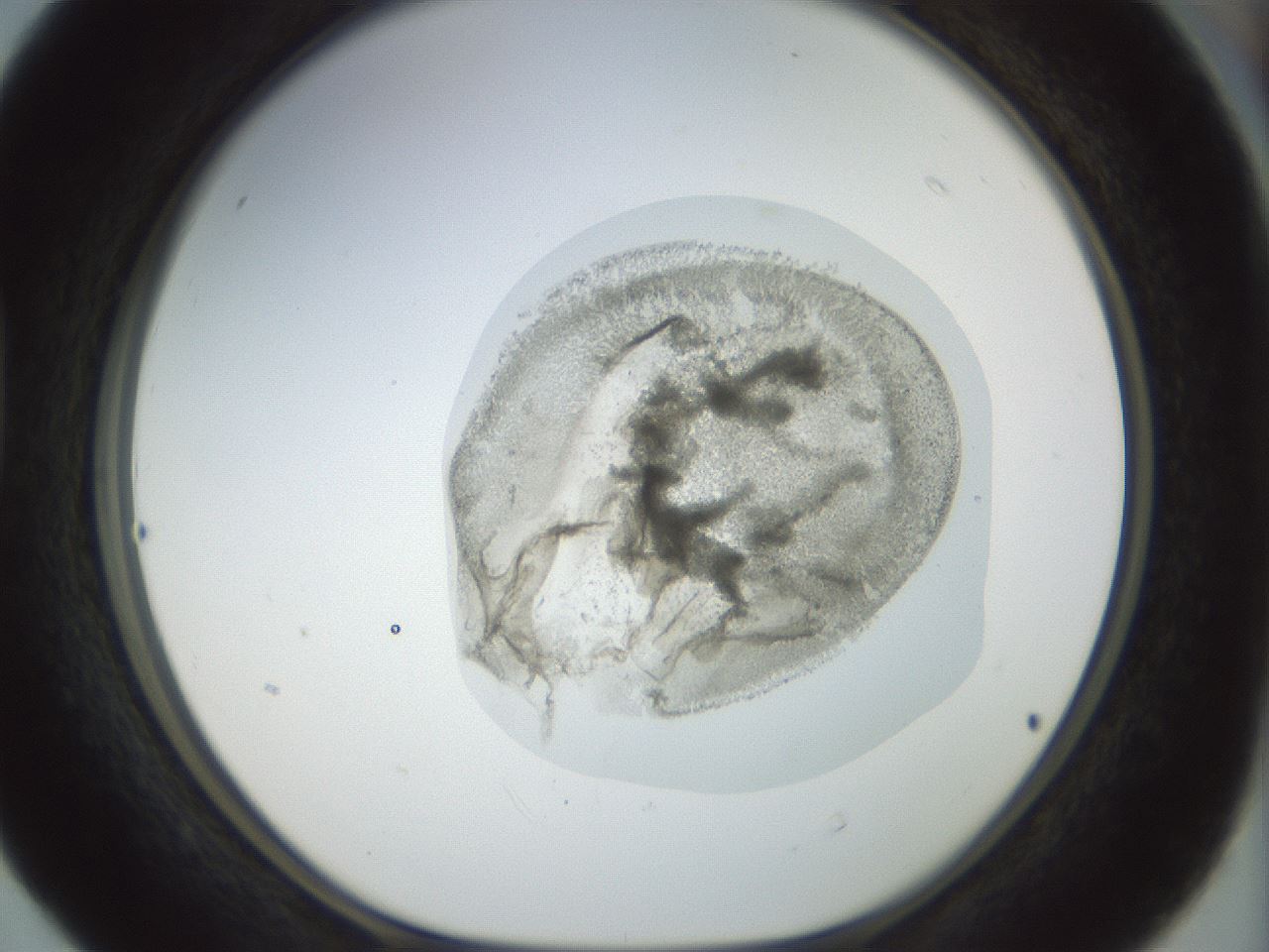 folderID15_plateID1015_batchID1886_wellNum40_profileID1_d1_r43019_ef.jpg