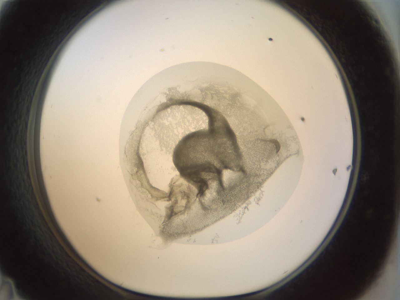 folderID15_plateID1015_batchID1886_wellNum47_profileID1_d1_r43026_ef.jpg