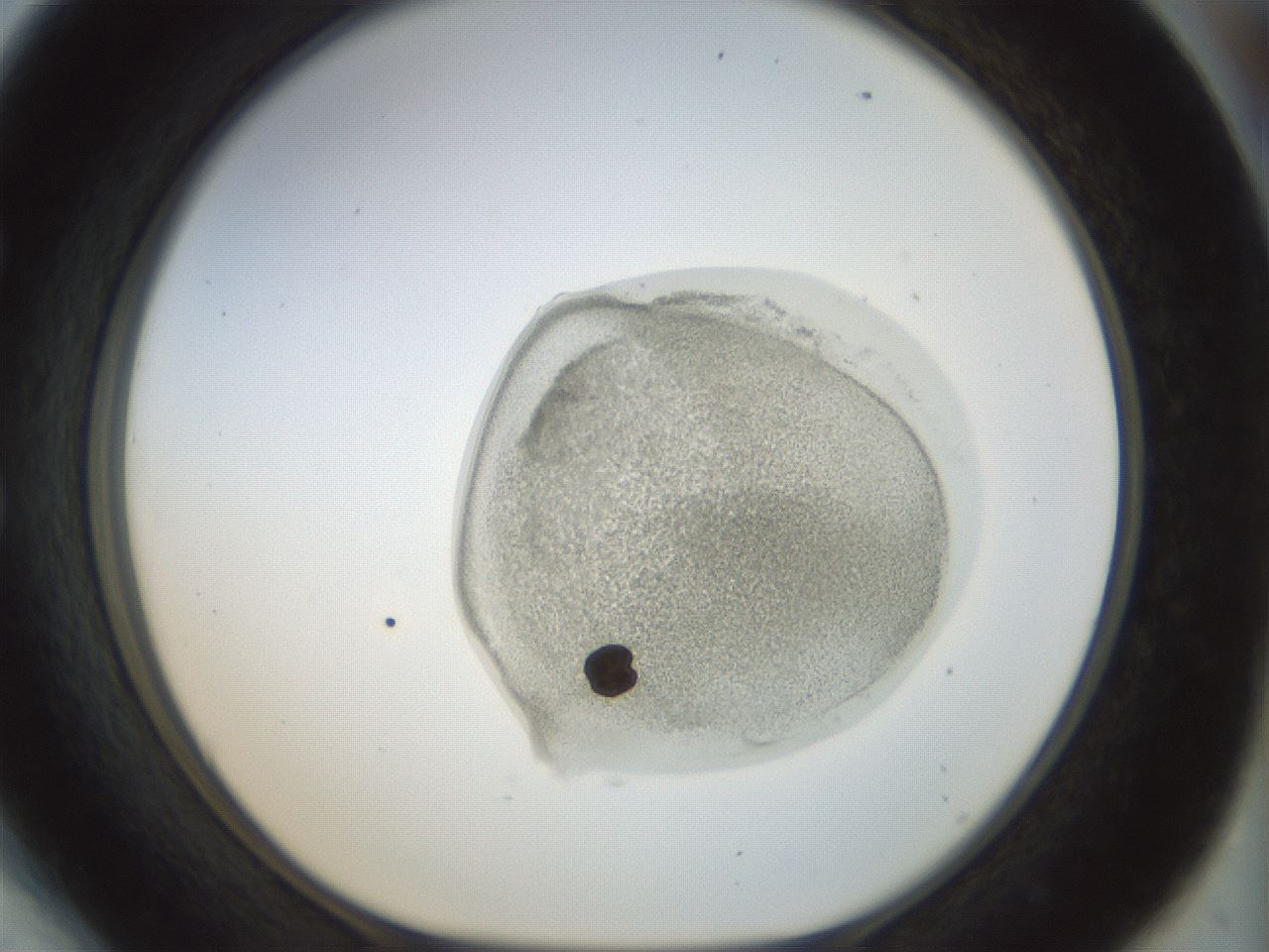 folderID15_plateID1015_batchID1886_wellNum54_profileID1_d1_r43033_ef.jpg