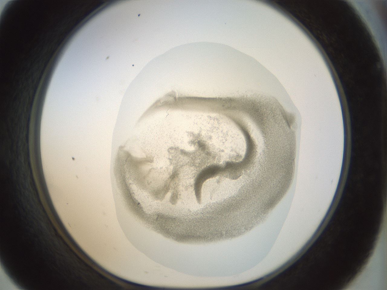 folderID15_plateID1015_batchID1886_wellNum57_profileID1_d1_r43036_ef.jpg