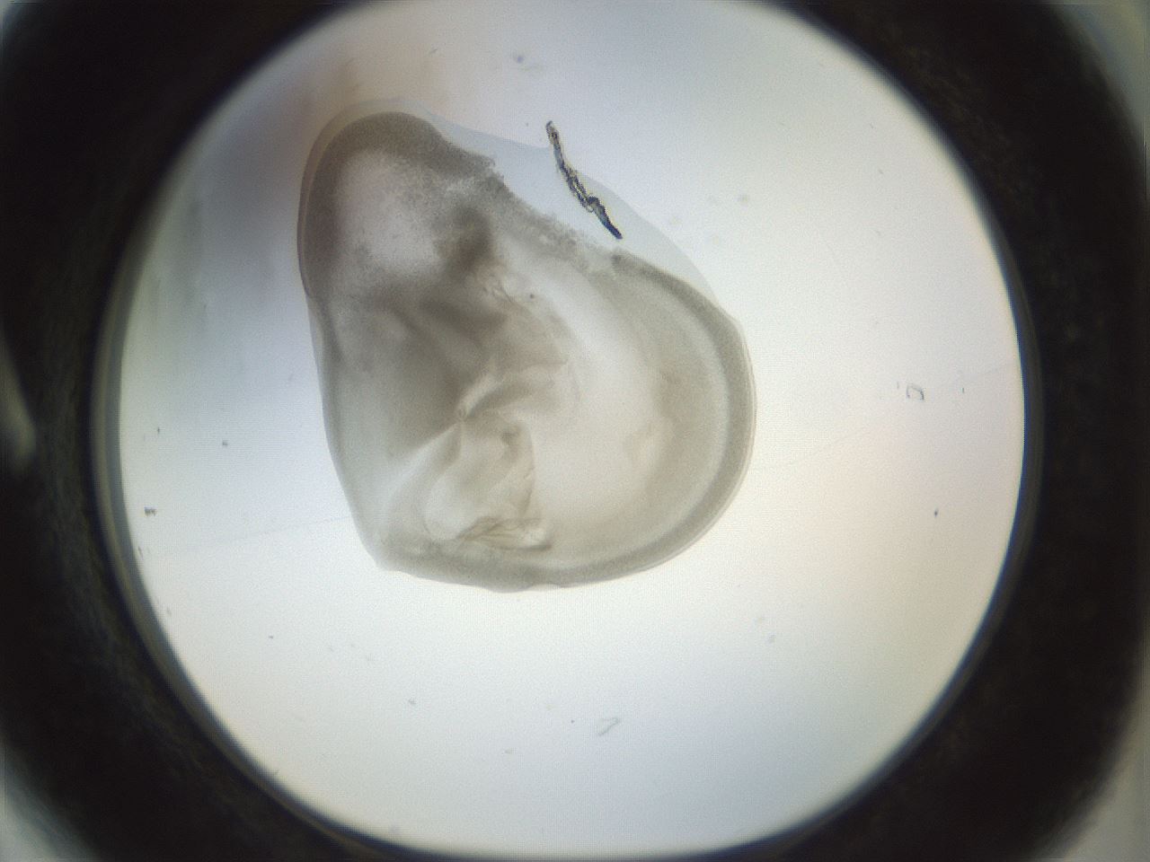 folderID15_plateID1015_batchID1886_wellNum6_profileID1_d1_r42985_ef.jpg