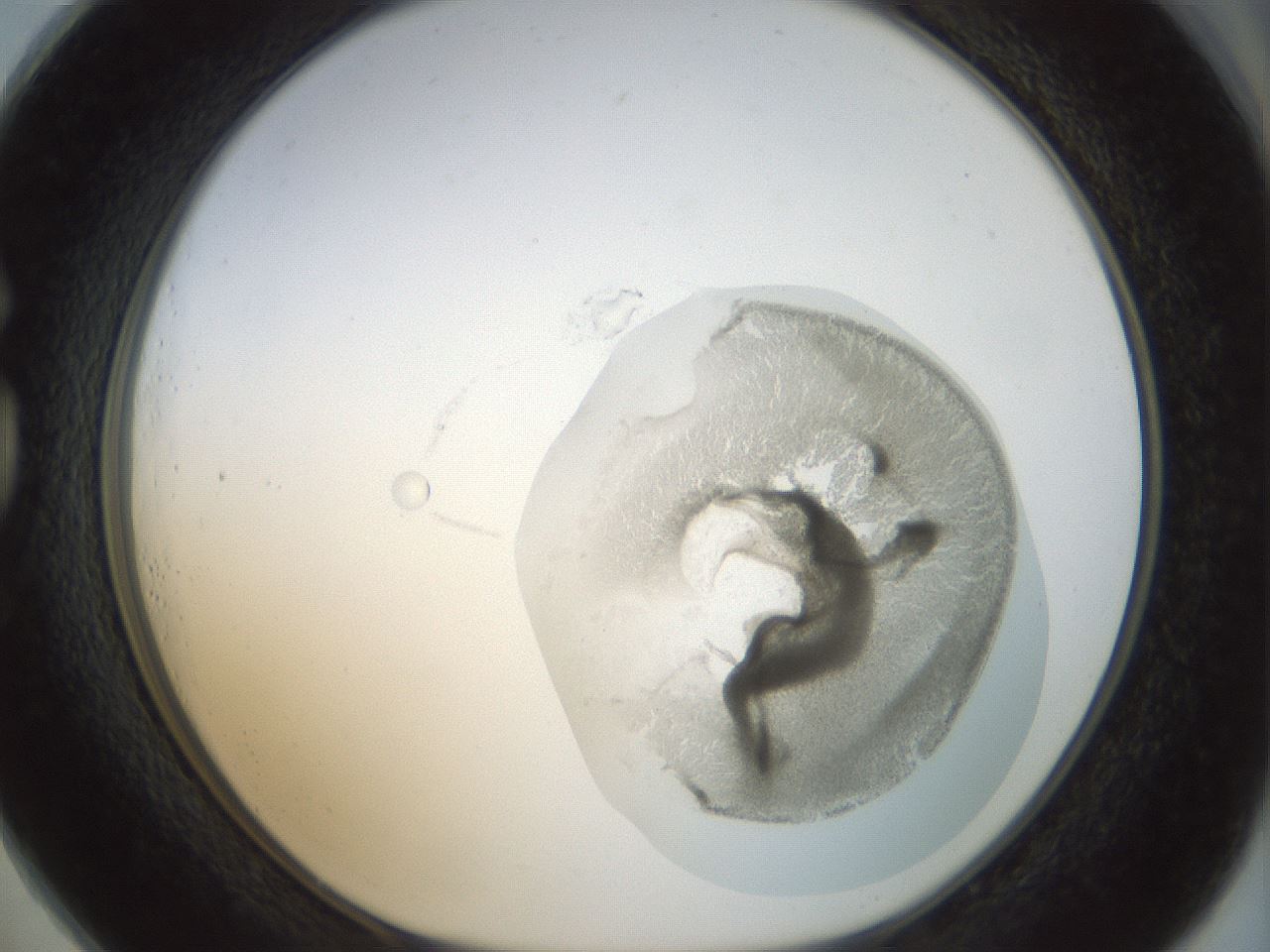 folderID15_plateID1015_batchID1886_wellNum73_profileID1_d1_r43052_ef.jpg