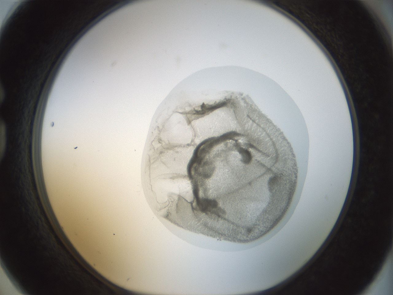 folderID15_plateID1015_batchID1886_wellNum74_profileID1_d1_r43053_ef.jpg