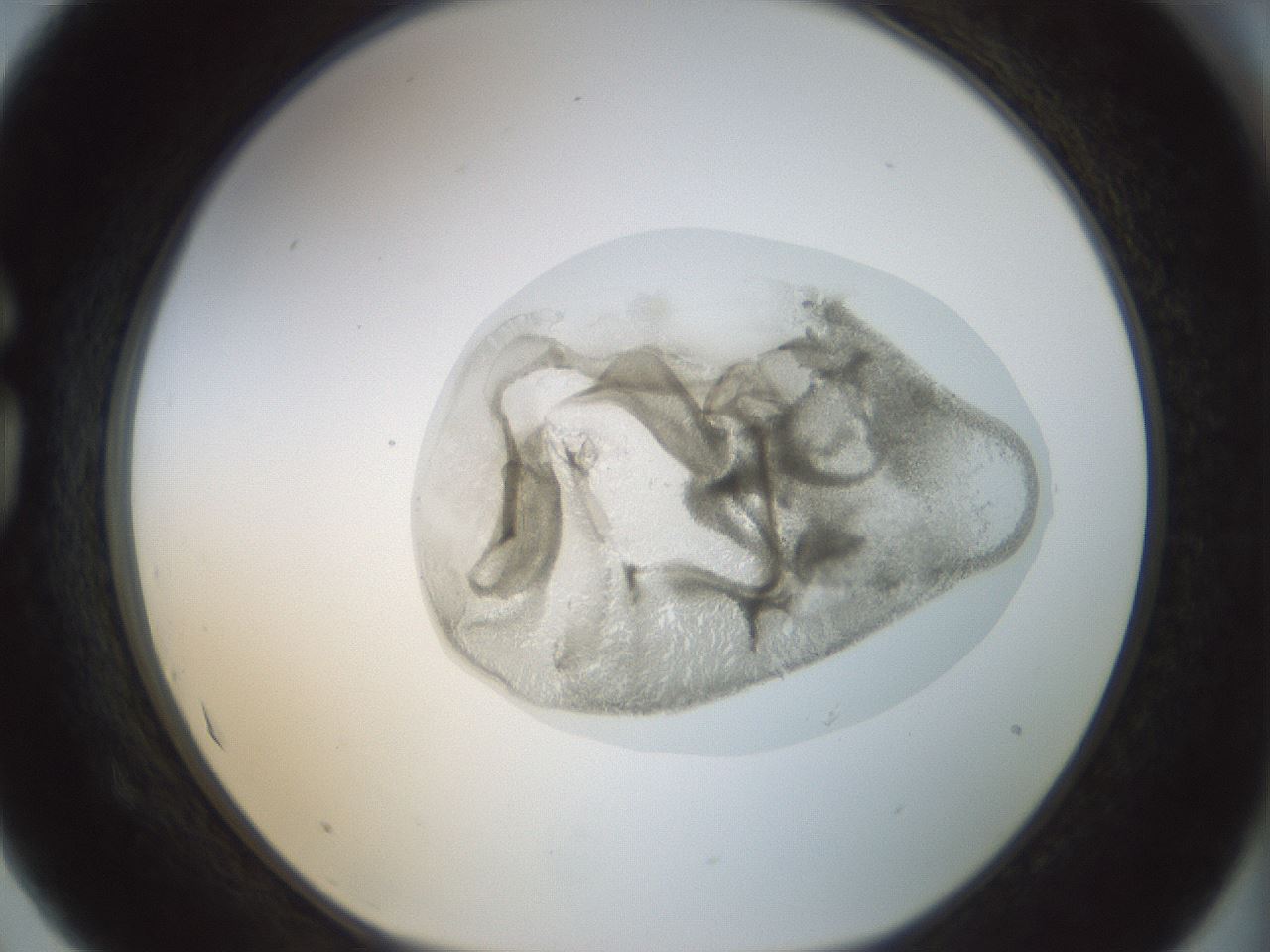 folderID15_plateID1015_batchID1886_wellNum75_profileID1_d1_r43054_ef.jpg