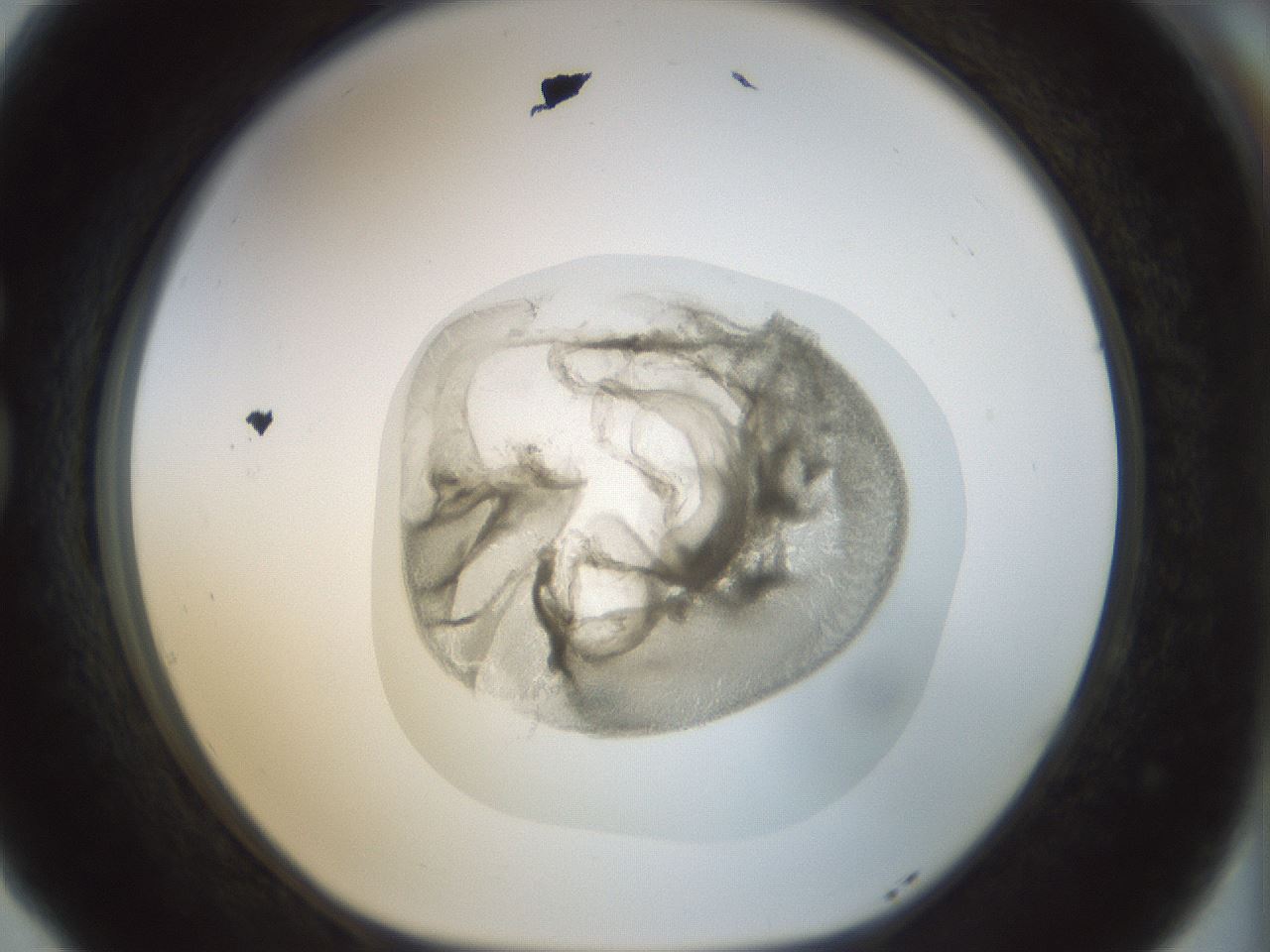 folderID15_plateID1015_batchID1886_wellNum77_profileID1_d1_r43056_ef.jpg