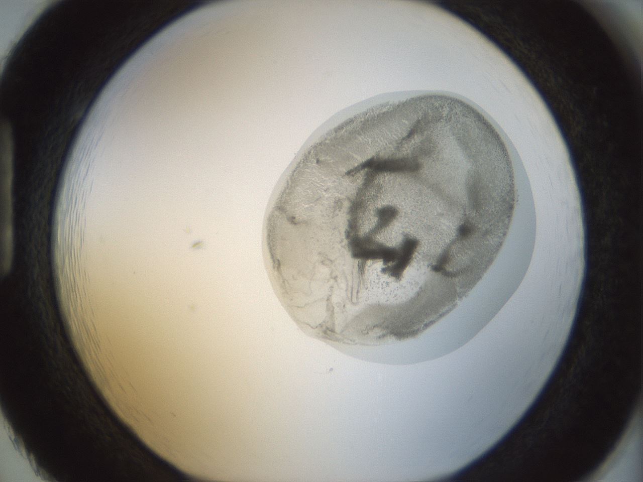 folderID15_plateID1015_batchID1886_wellNum86_profileID1_d1_r43065_ef.jpg