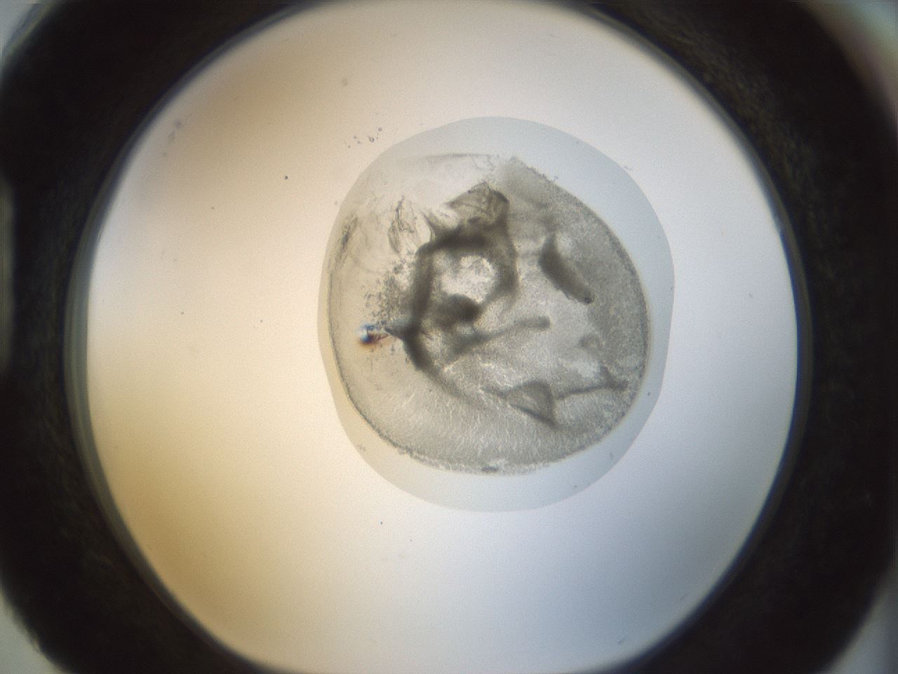 folderID15_plateID1015_batchID1886_wellNum88_profileID1_d1_r43067_ef.jpg