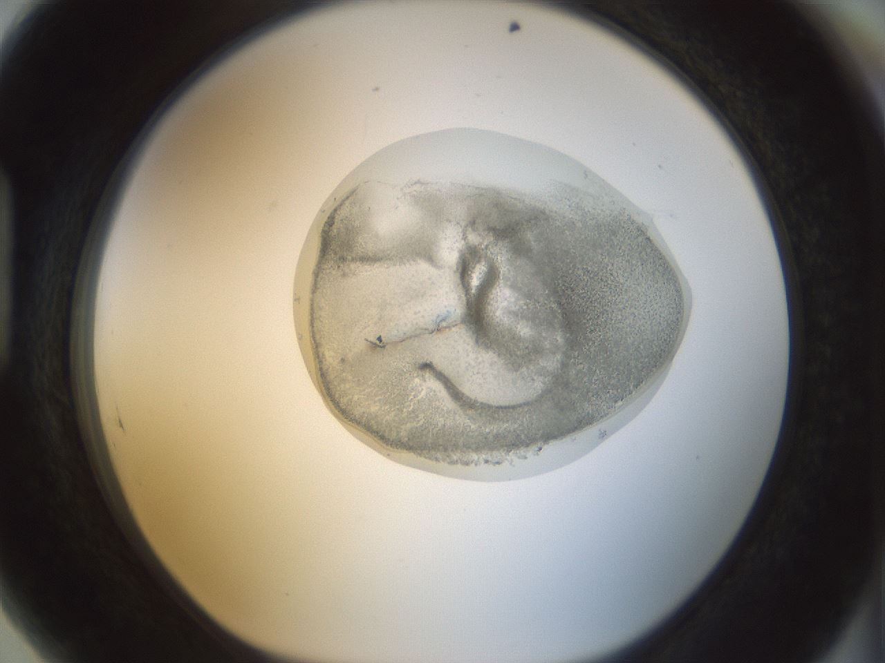folderID15_plateID1015_batchID1886_wellNum89_profileID1_d1_r43068_ef.jpg