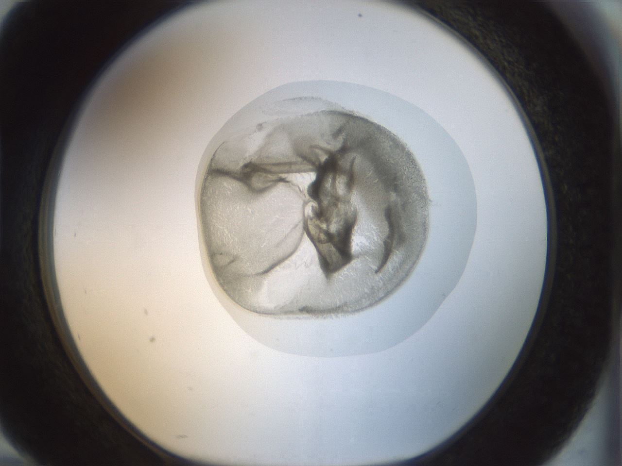 folderID15_plateID1015_batchID1886_wellNum94_profileID1_d1_r43073_ef.jpg