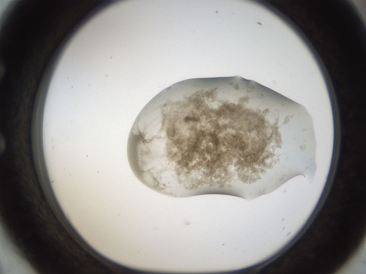 folderID159_plateID1159_batchID3197_wellNum54_profileID1_d1_r61961_ef.jpg