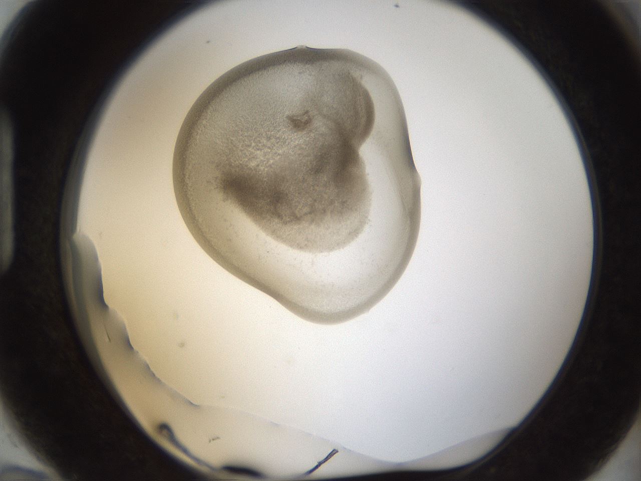 folderID159_plateID1159_batchID3197_wellNum94_profileID1_d1_r62041_ef.jpg