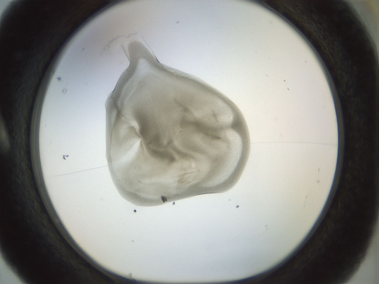 folderID15_plateID1015_batchID1886_wellNum5_profileID1_d1_r42984_ef.jpg