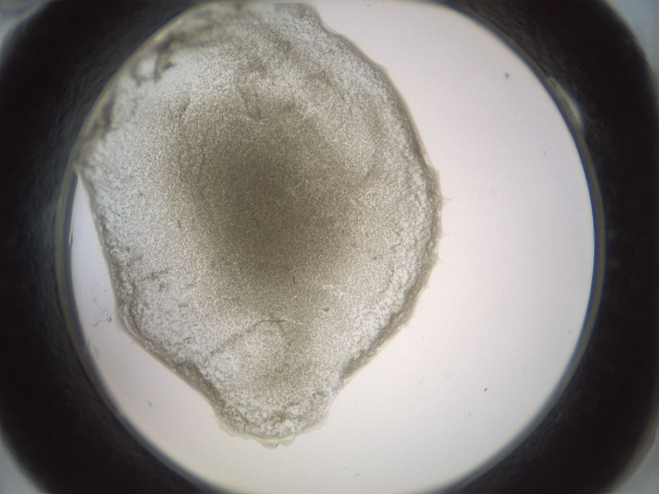 folderID15_plateID2015_batchID8963_wellNum10_profileID1_d2_r135485_ef.jpg