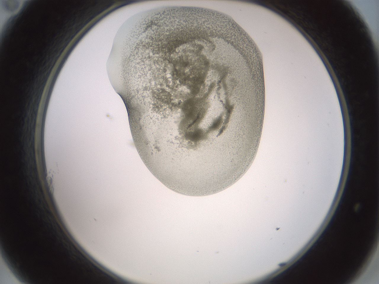 folderID15_plateID2015_batchID8963_wellNum11_profileID1_d2_r135487_ef.jpg