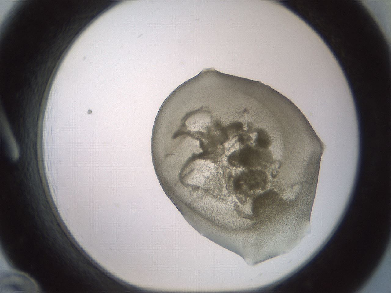 folderID15_plateID2015_batchID8963_wellNum12_profileID1_d1_r135488_ef.jpg