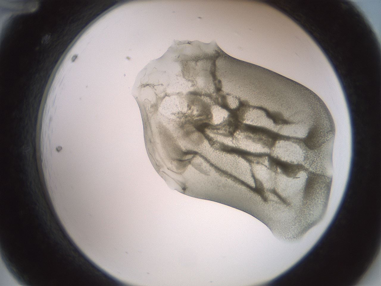 folderID15_plateID2015_batchID8963_wellNum12_profileID1_d2_r135489_ef.jpg