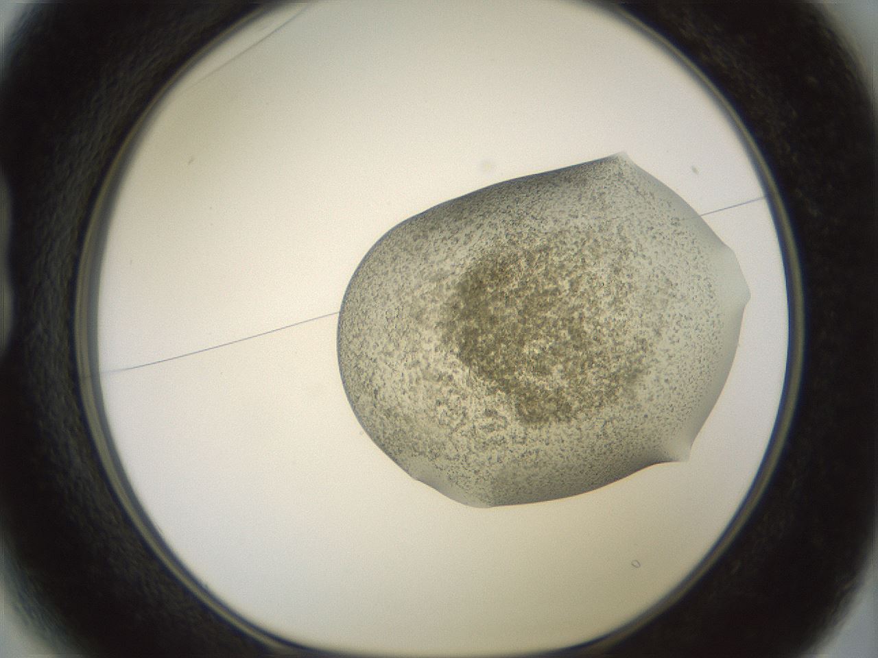 folderID15_plateID2015_batchID8963_wellNum13_profileID1_d1_r135490_ef.jpg
