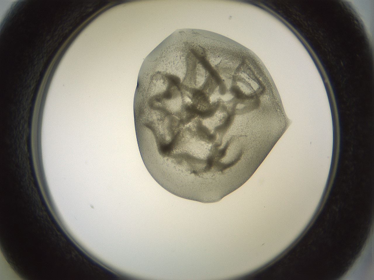 folderID15_plateID2015_batchID8963_wellNum13_profileID1_d2_r135491_ef.jpg