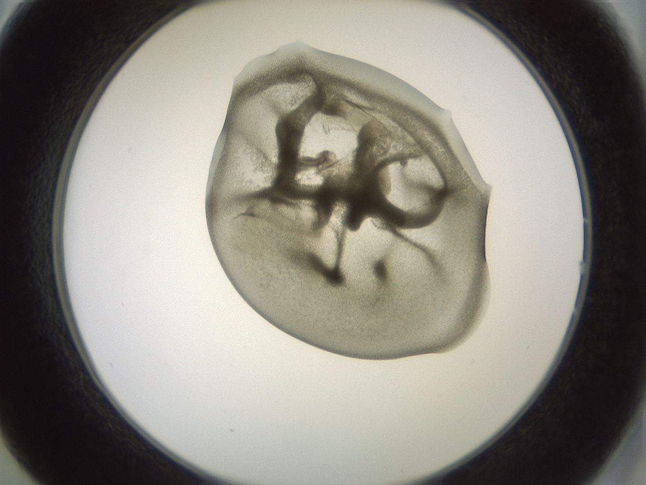 folderID15_plateID2015_batchID8963_wellNum14_profileID1_d2_r135493_ef.jpg