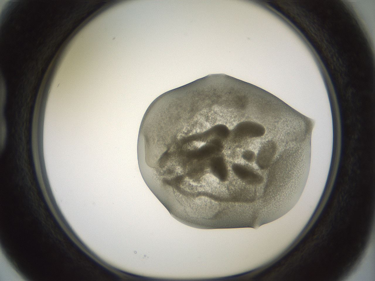 folderID15_plateID2015_batchID8963_wellNum15_profileID1_d1_r135494_ef.jpg