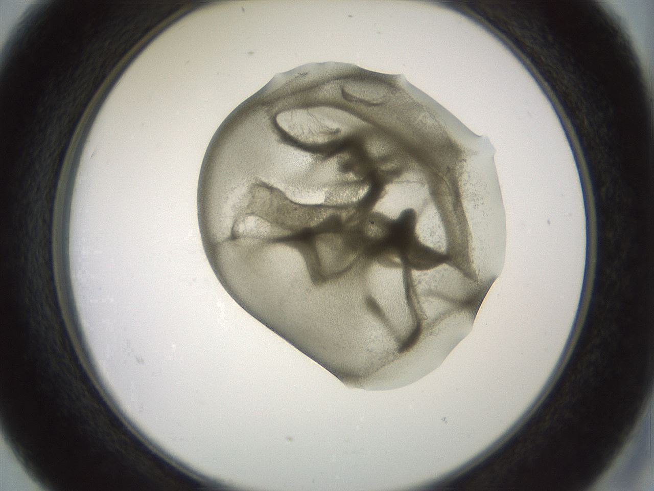 folderID15_plateID2015_batchID8963_wellNum15_profileID1_d2_r135495_ef.jpg