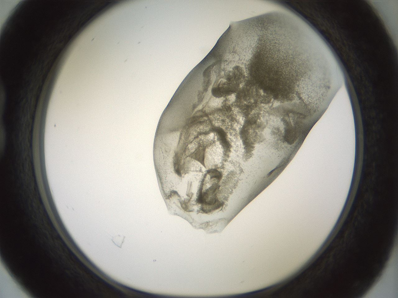 folderID15_plateID2015_batchID8963_wellNum16_profileID1_d1_r135496_ef.jpg