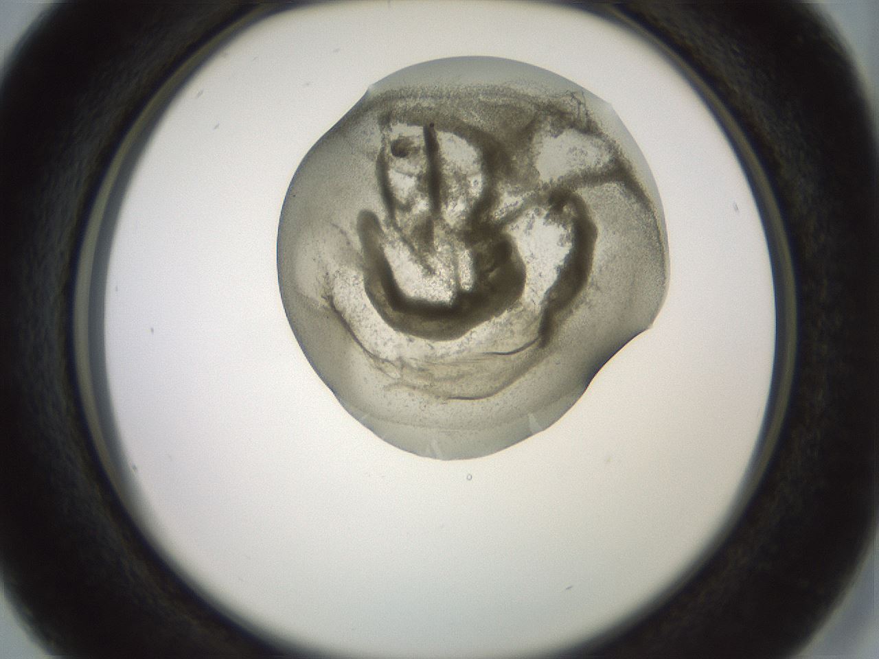 folderID15_plateID2015_batchID8963_wellNum16_profileID1_d2_r135497_ef.jpg