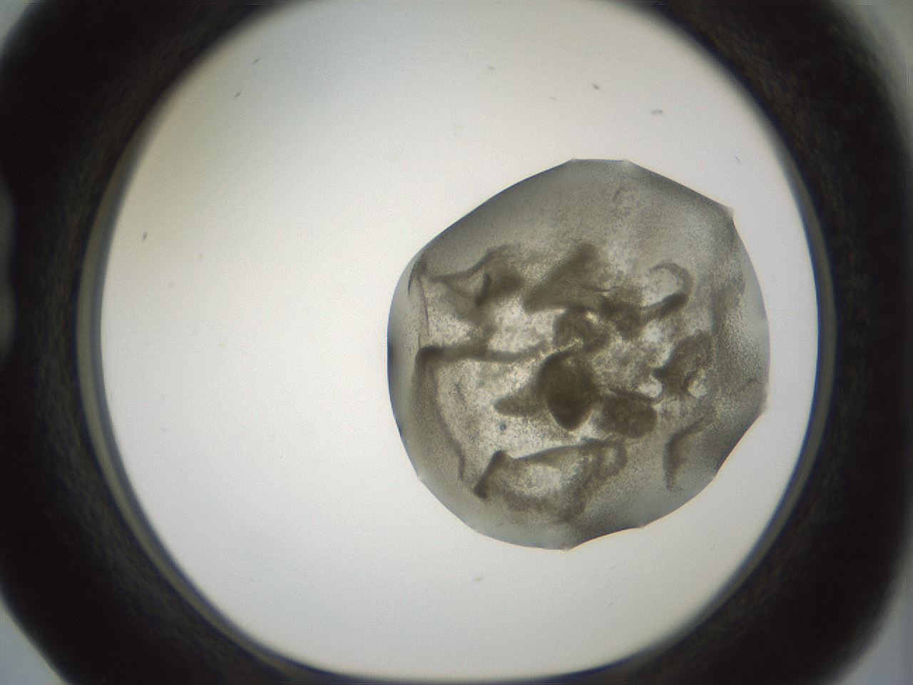 folderID15_plateID2015_batchID8963_wellNum17_profileID1_d1_r135498_ef.jpg