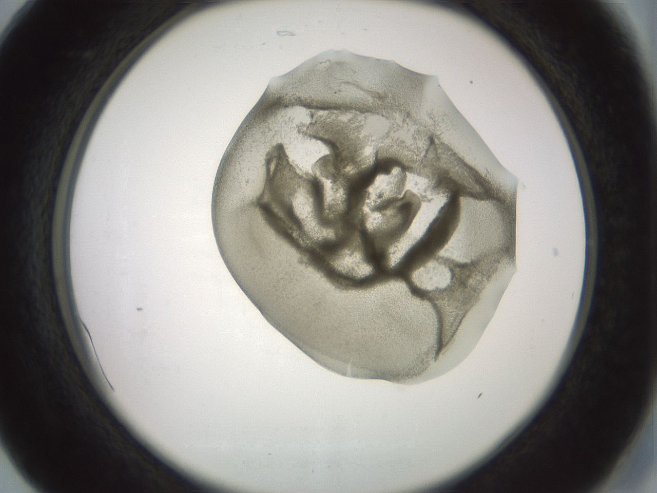 folderID15_plateID2015_batchID8963_wellNum17_profileID1_d2_r135499_ef.jpg