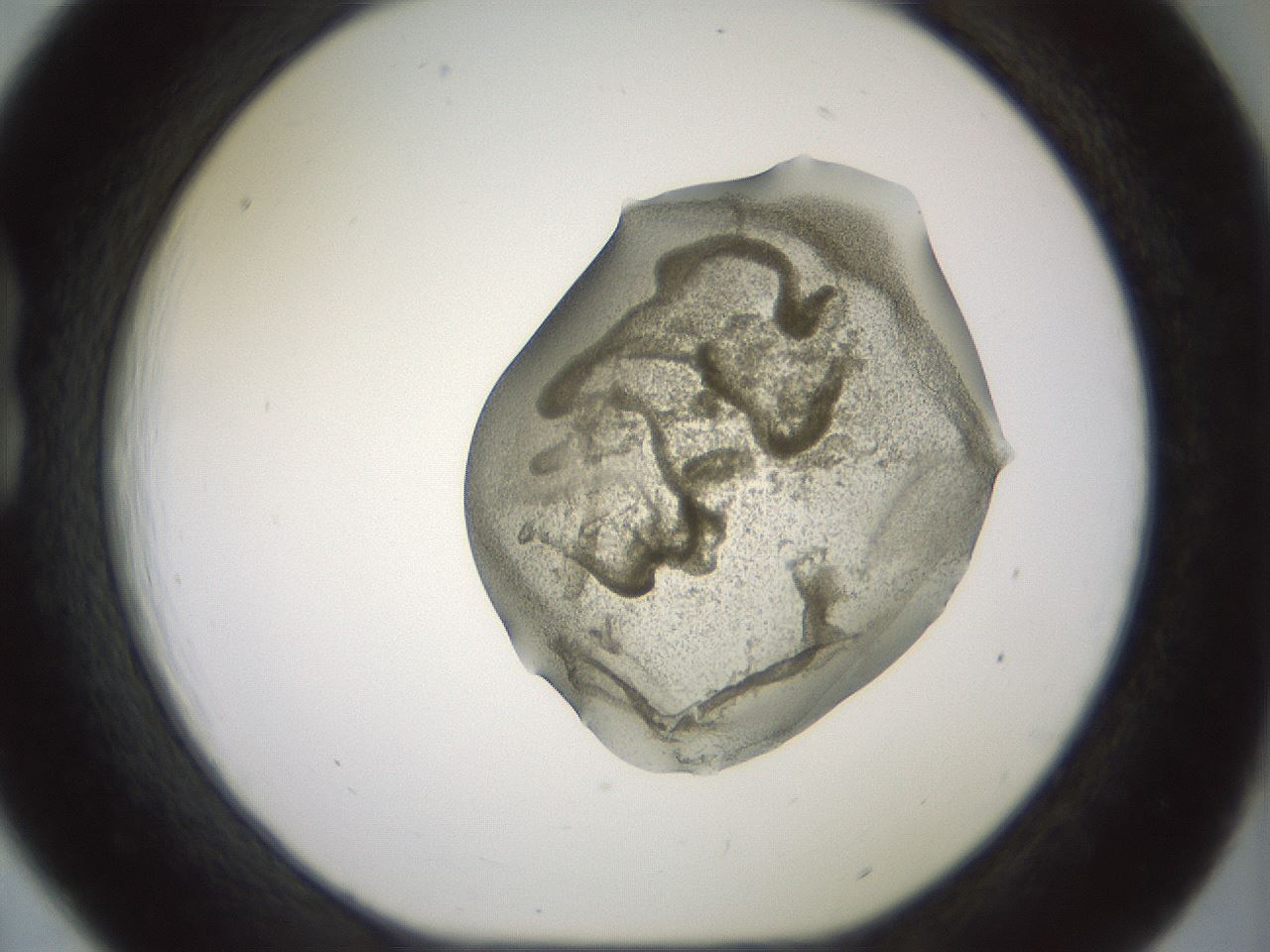folderID15_plateID2015_batchID8963_wellNum18_profileID1_d1_r135500_ef.jpg