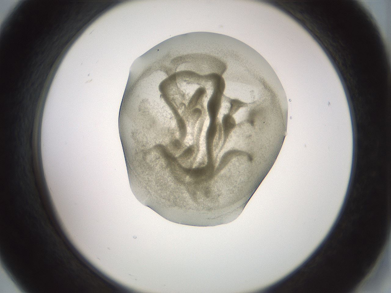 folderID15_plateID2015_batchID8963_wellNum19_profileID1_d2_r135503_ef.jpg