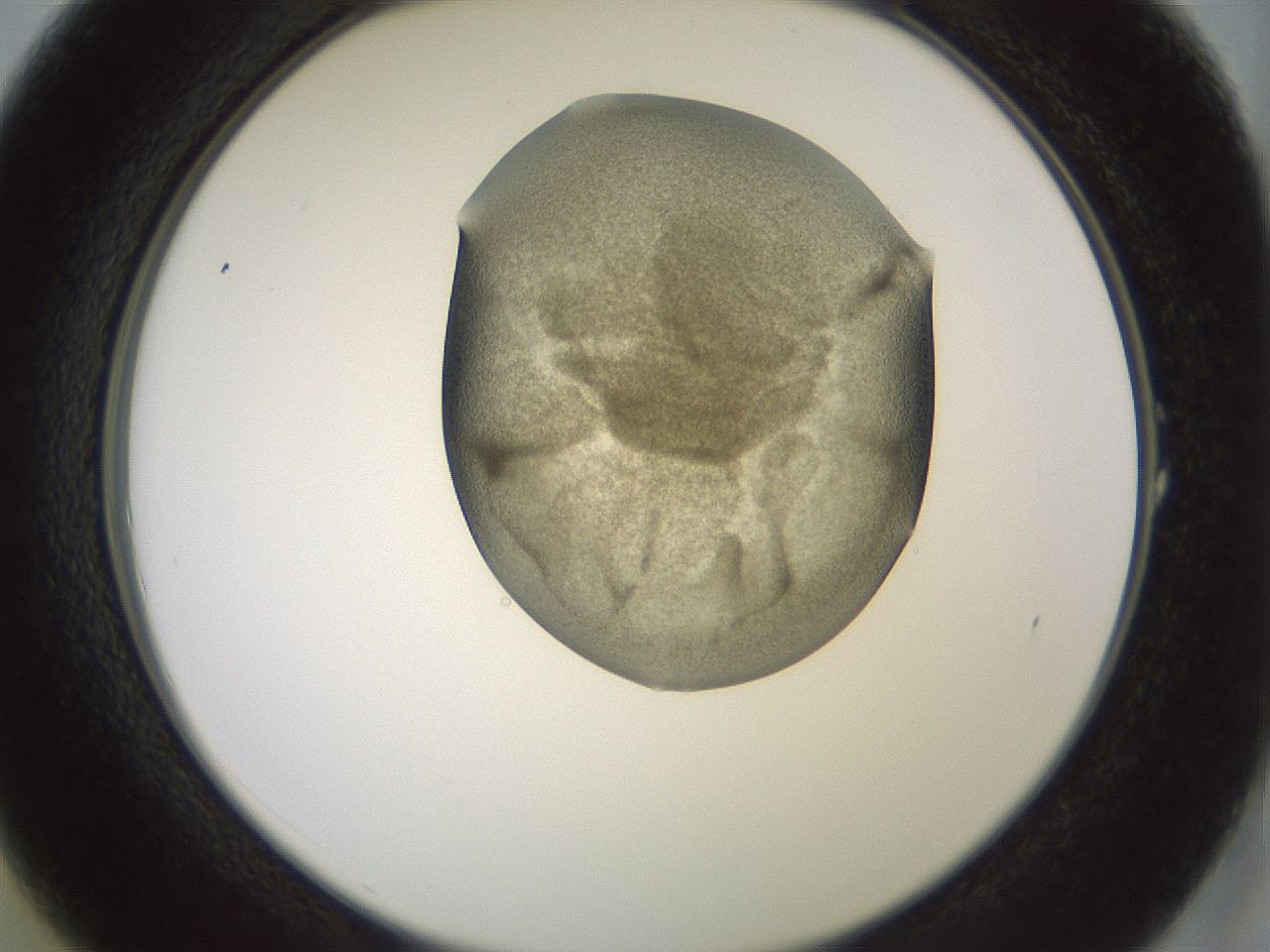 folderID15_plateID2015_batchID8963_wellNum1_profileID1_d2_r135467_ef.jpg