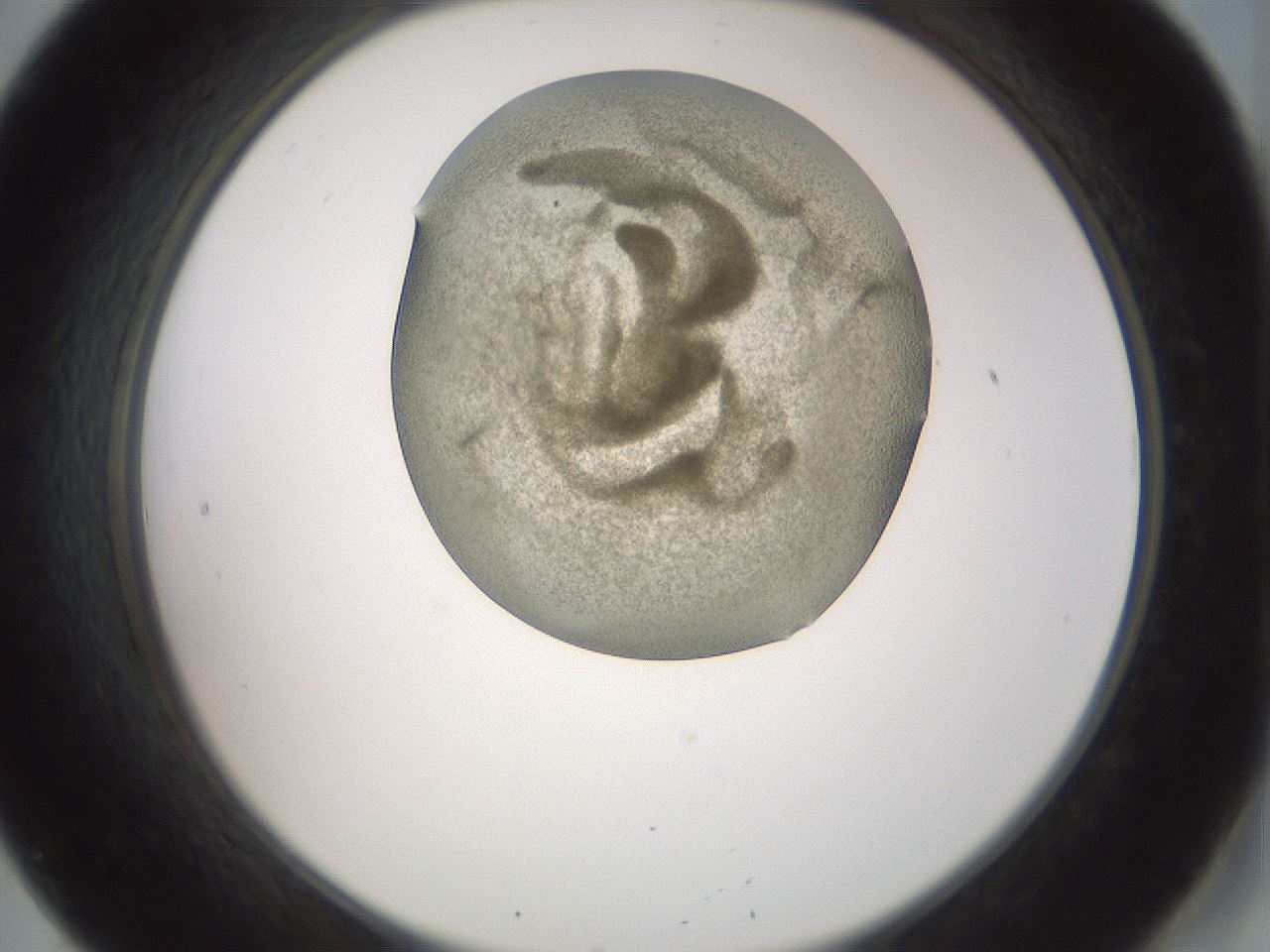 folderID15_plateID2015_batchID8963_wellNum20_profileID1_d2_r135505_ef.jpg
