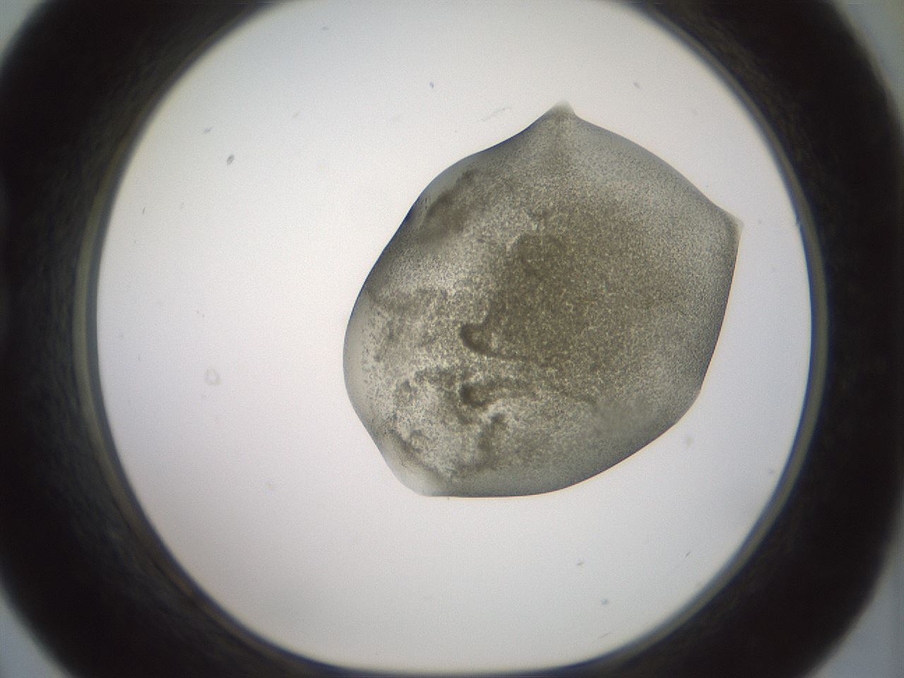 folderID15_plateID2015_batchID8963_wellNum21_profileID1_d1_r135506_ef.jpg