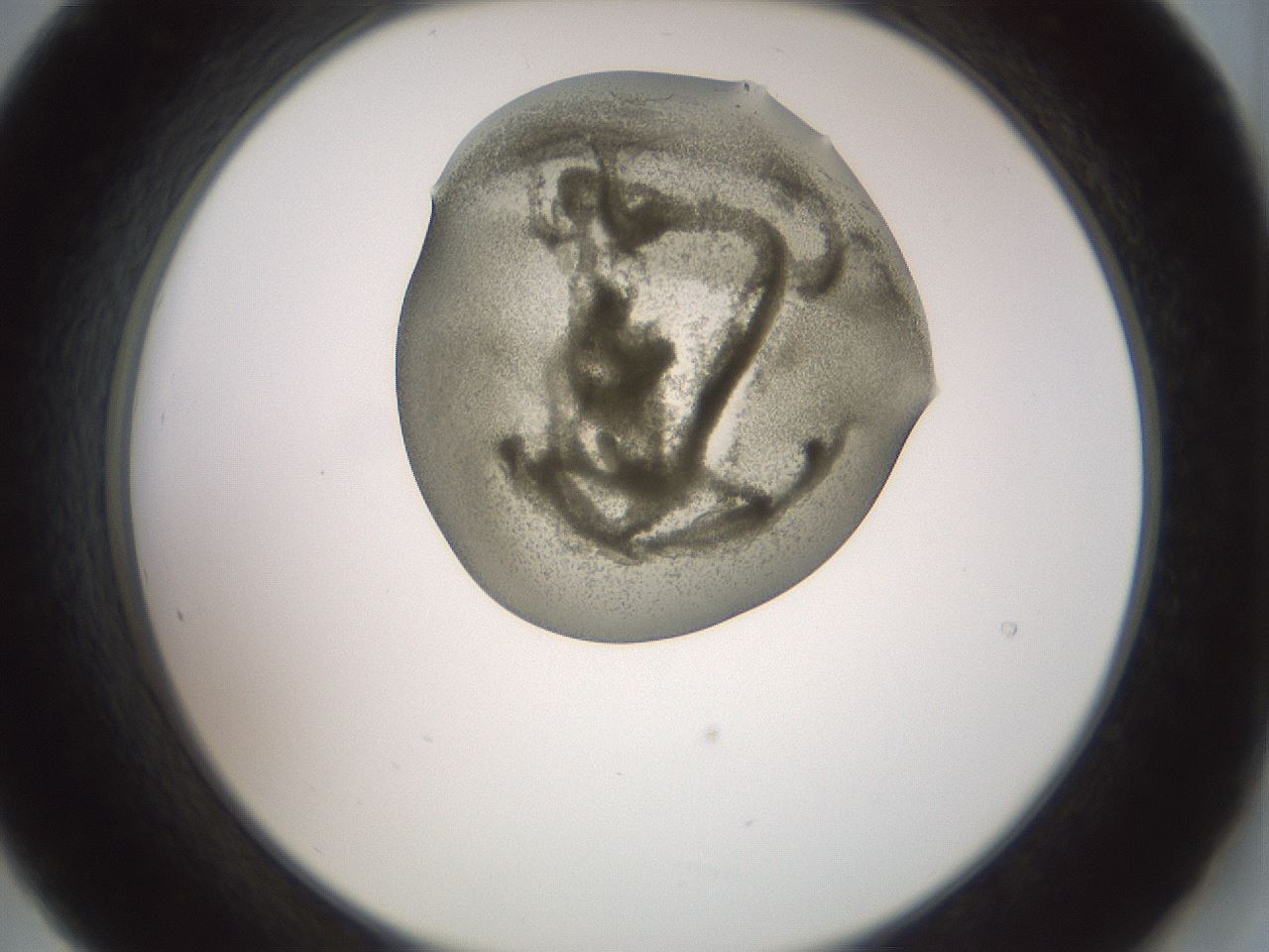 folderID15_plateID2015_batchID8963_wellNum21_profileID1_d2_r135507_ef.jpg