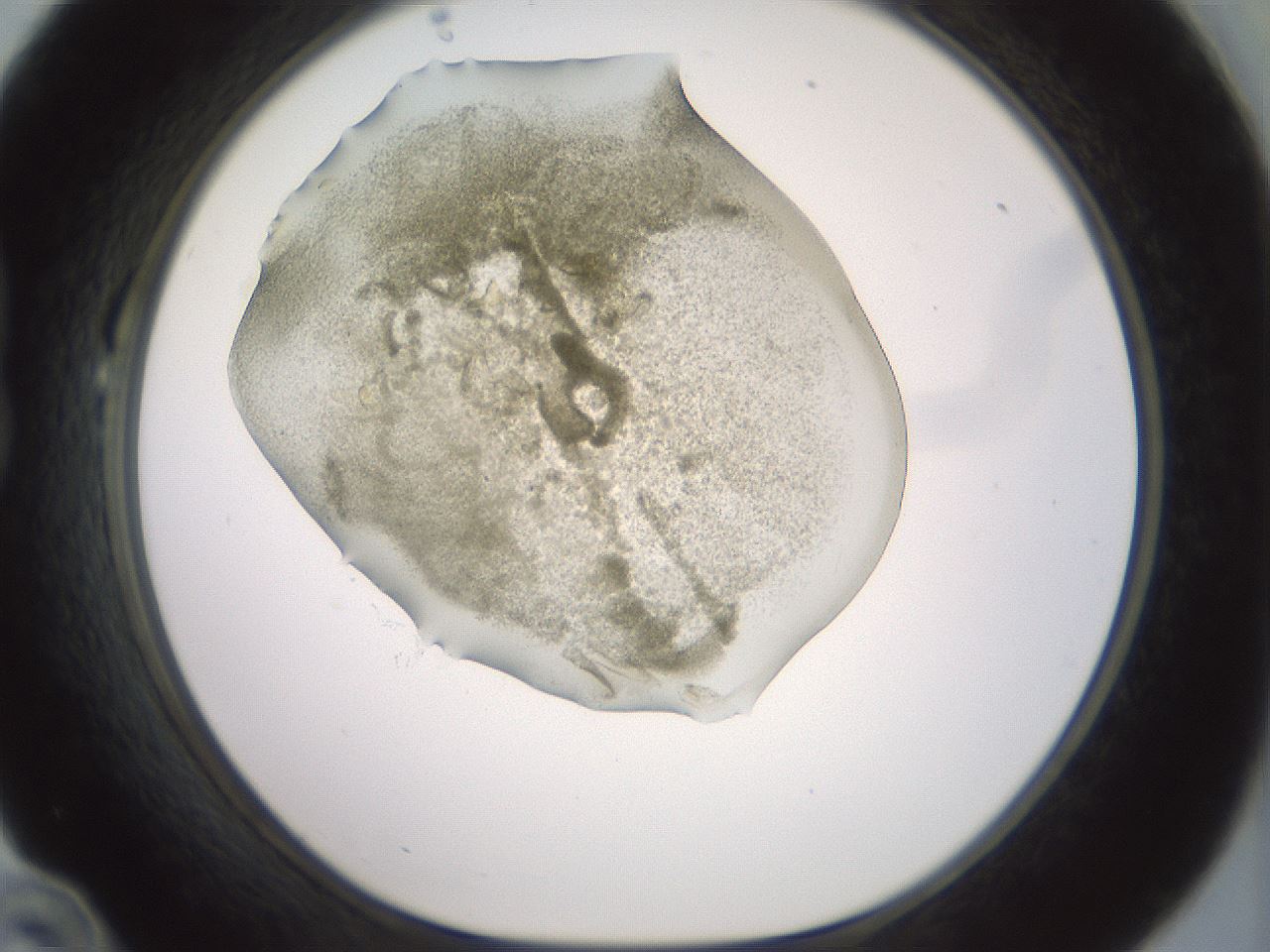 folderID15_plateID2015_batchID8963_wellNum22_profileID1_d1_r135508_ef.jpg