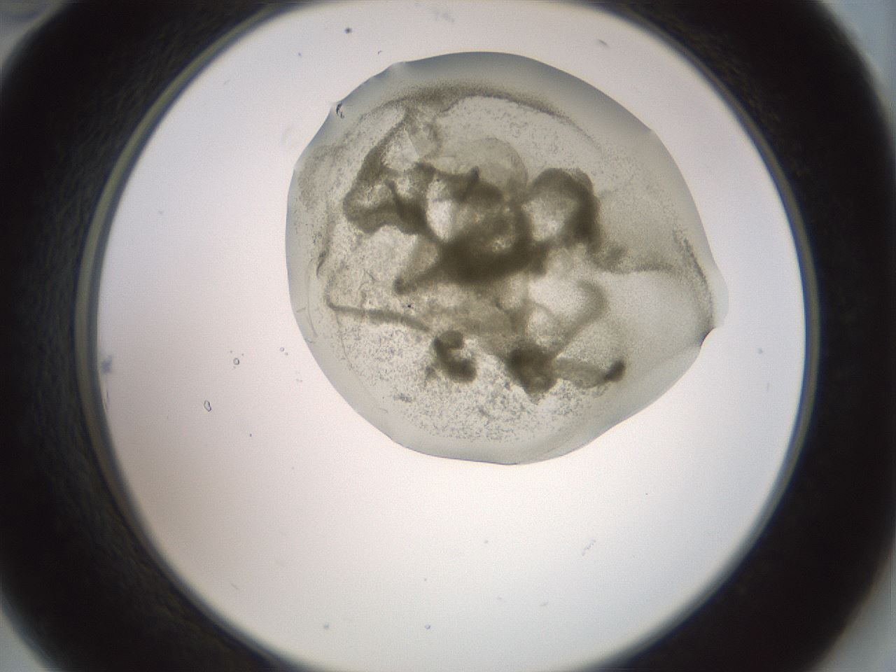 folderID15_plateID2015_batchID8963_wellNum22_profileID1_d2_r135509_ef.jpg
